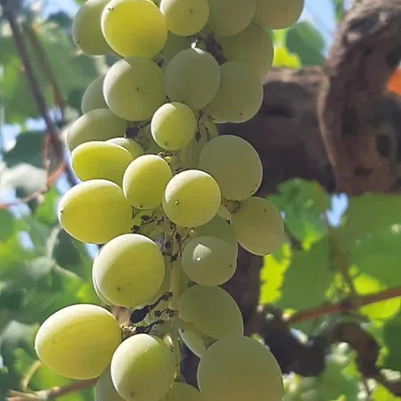 Valle D'itria Trulli E Alcova Mikael * Cisternino