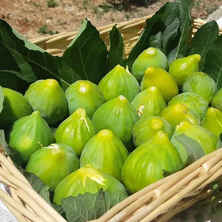 Valle D'itria Trulli E Alcova Mikael Holiday home Cisternino