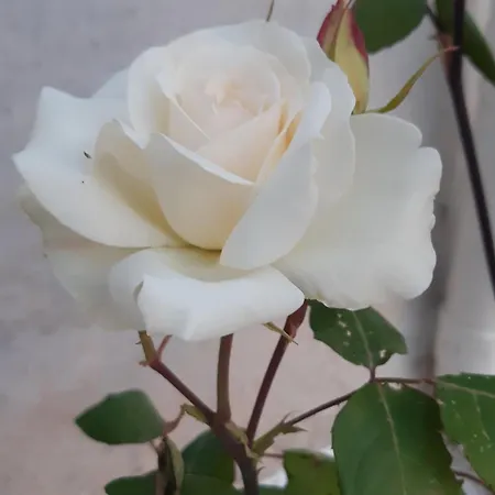 Valle D'itria Trulli E Alcova Mikael Casa vacanze