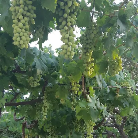 Holiday home Valle D'itria Trulli E Alcova Mikael Cisternino